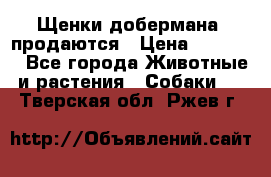 Щенки добермана  продаются › Цена ­ 45 000 - Все города Животные и растения » Собаки   . Тверская обл.,Ржев г.